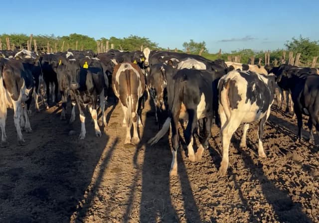 Lote com 28 Garrotas da Raça Holândes