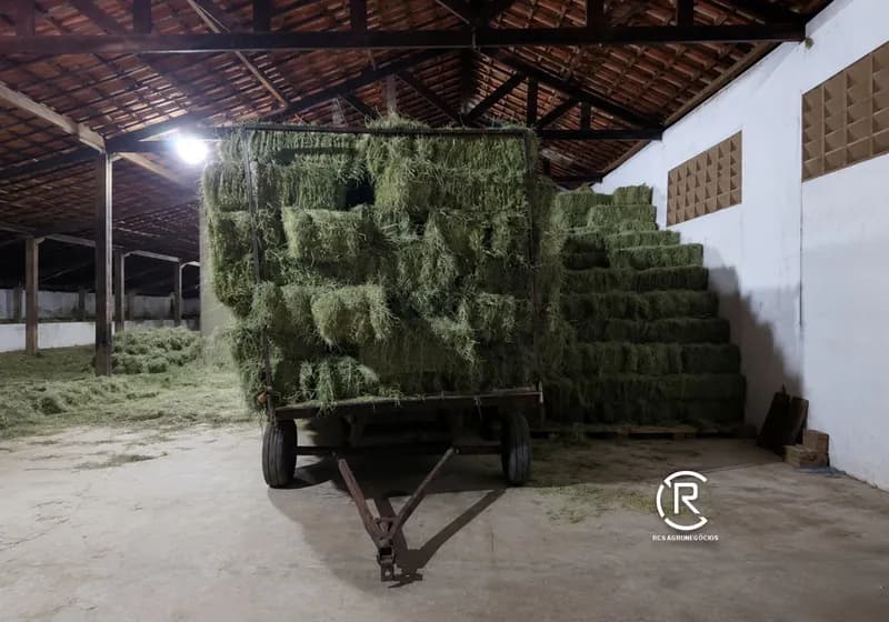 Feno Fardinho – Tifton 85 - Imagem 1