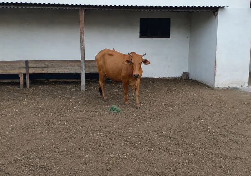 Lote Matrizes PC "FARIAS" - 06 Rezes