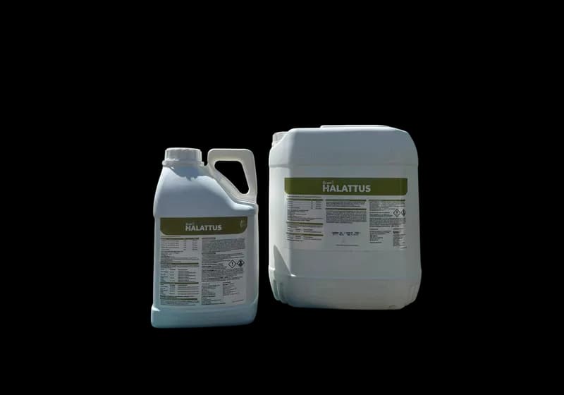 Hallatus - Imagem 1
