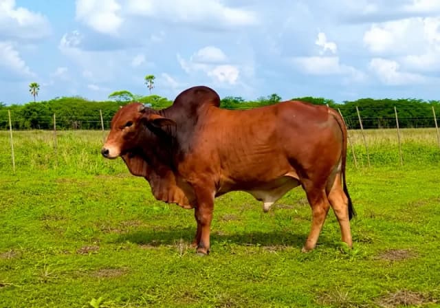 Tourinho da Raça Sindi