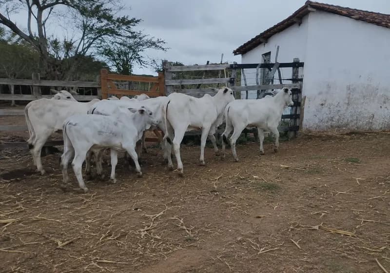 Lote de 10 Novilhas - Miniatura 2