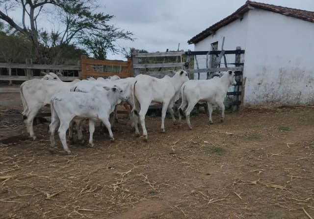 Lote de 10 Novilhas