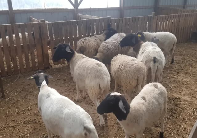 Lote com 25 Ovelhas mestiças com Dorper 
