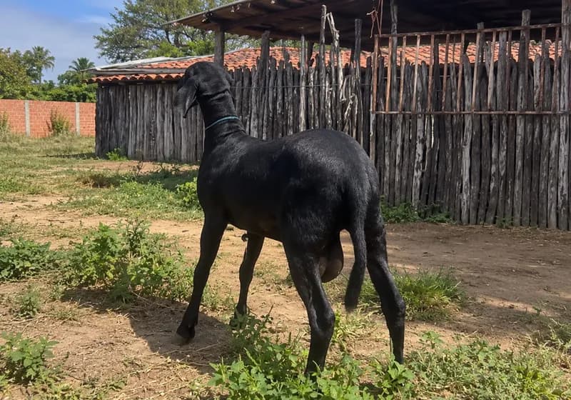 Borrego Santa Inês - Miniatura 2