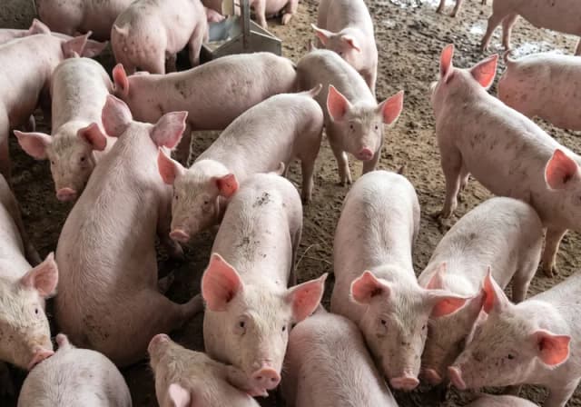 Lote com 60 Leitões da Raça F1