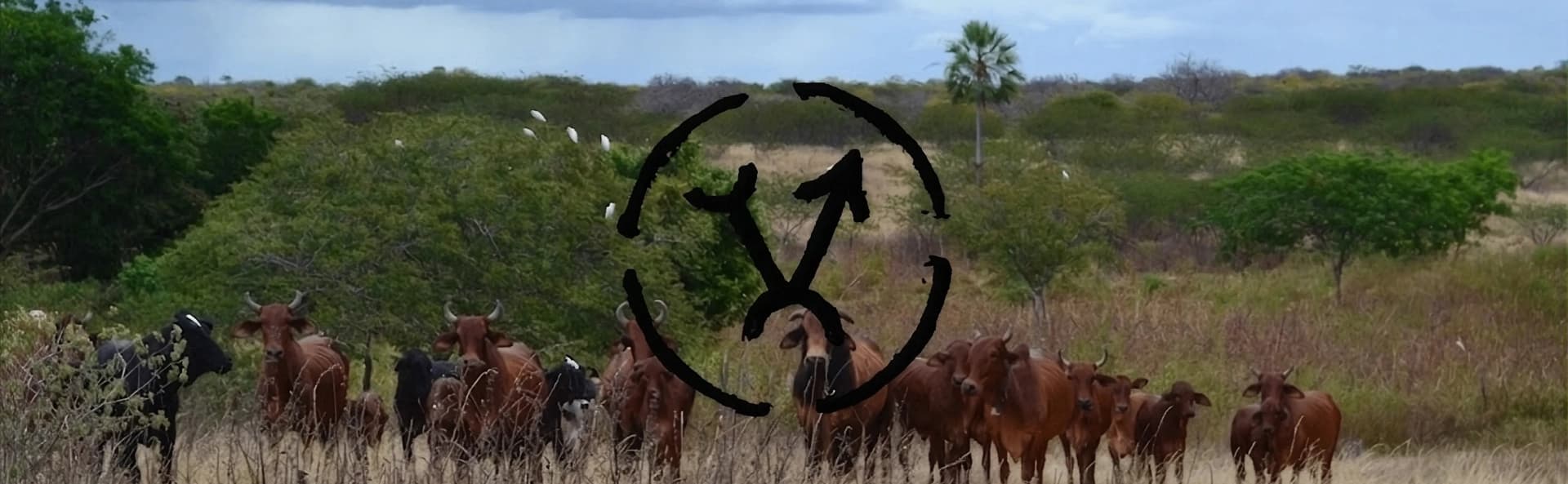 Banner de Fazenda Vale do Sindi