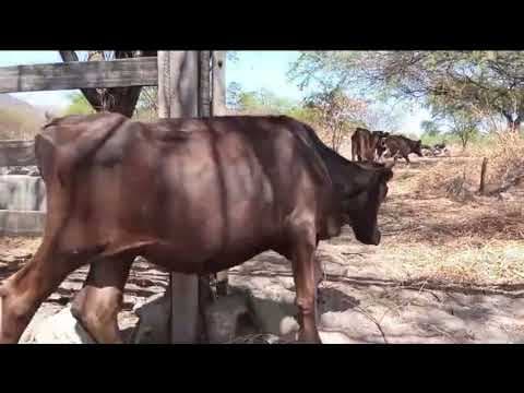 Lote de 43 Gados Mestiços de Holândes, Nelore e Chuíte - Vídeo