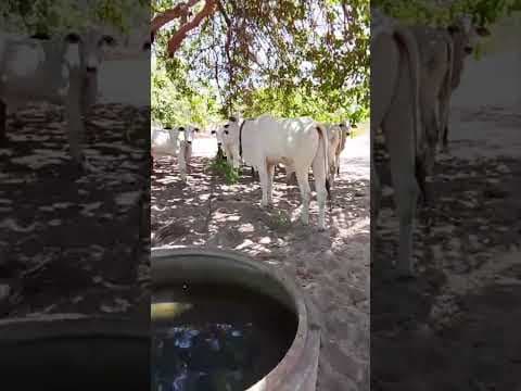 Lote de Gado Nelore e Gir Leiteiro PO - Vídeo