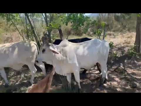 Lote com 80 Garrotes Nelore e Nelorado - Vídeo