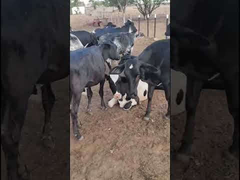 Lote com 20 Bezerras - Vídeo