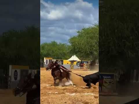 Égua Princesa Doremi com Registro M286040  - Vídeo