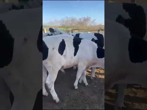 Lote com 20 Gados da Raça Holandês - Vídeo