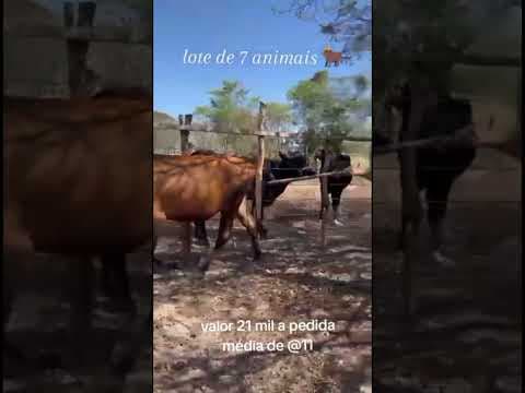 Lote de Gado Mestiço com Jersey - Vídeo