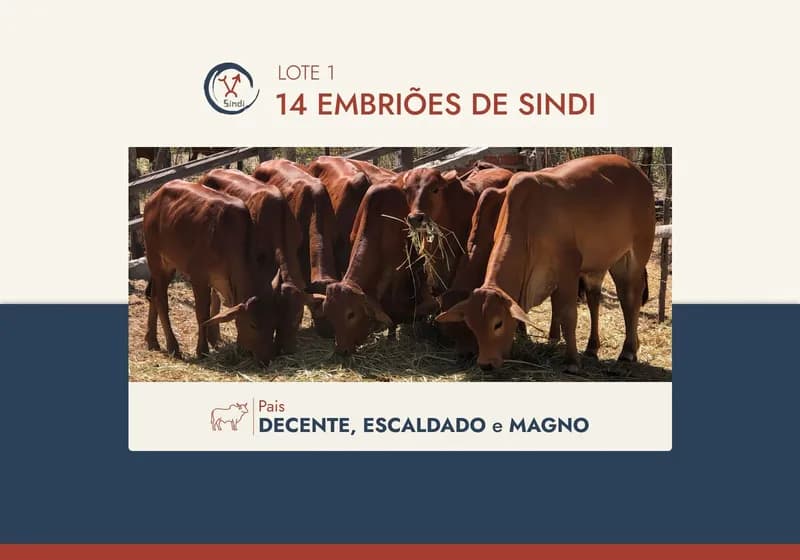 Embriões Sindi PO Elite – Genética Decente, Escaldado e Magno
