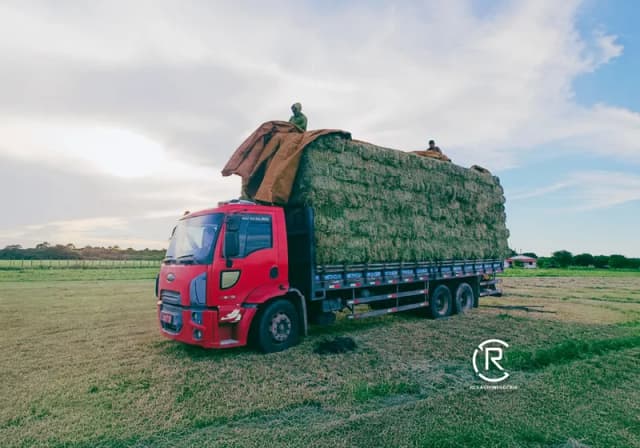Feno Fardinho – Tifton 85