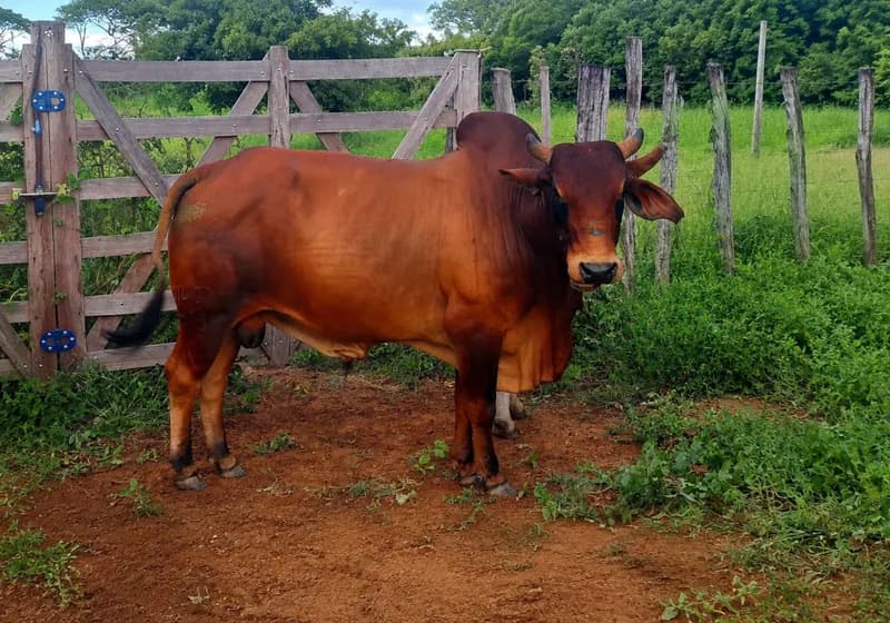 Lírio D