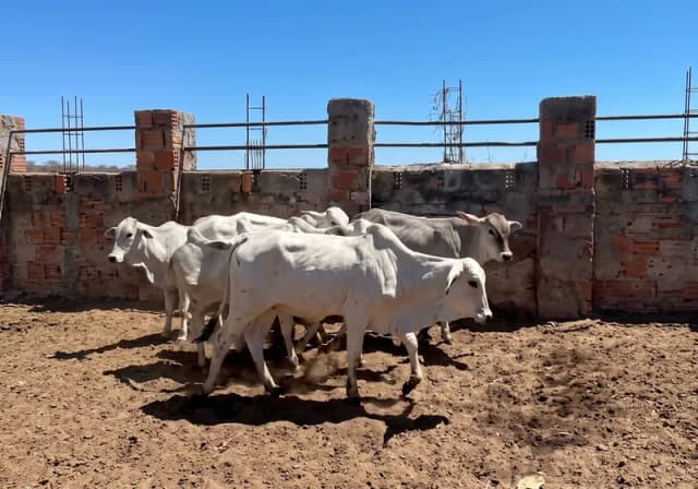 Lote com 24 Gados da Raça Nelore
