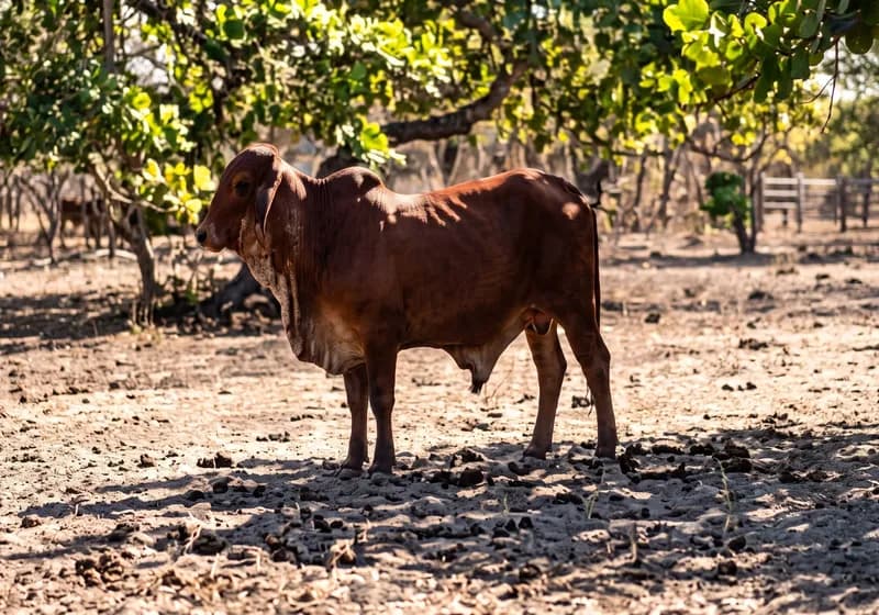 Lote de Gado Nelore e Gir Leiteiro PO - Miniatura 3