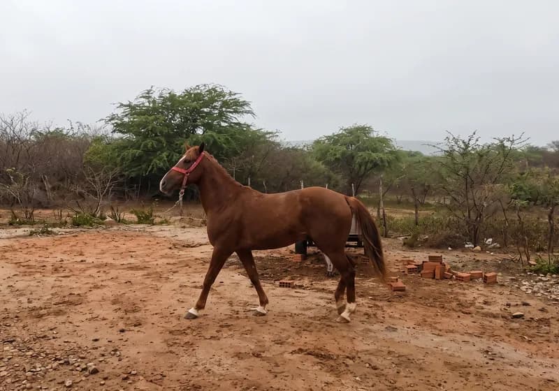 Cavalo Quarto de Milha Escoteiro Keys P274114