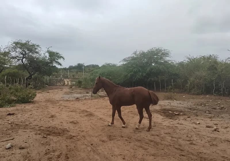 Cavalo Quarto de Milha Escoteiro Keys P274114 - Miniatura 3