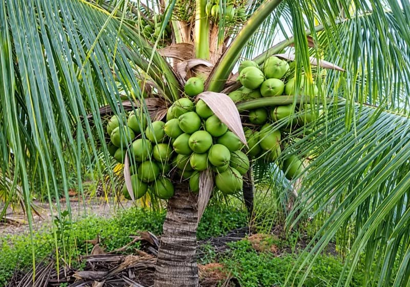 Coco Verde - Imagem 1