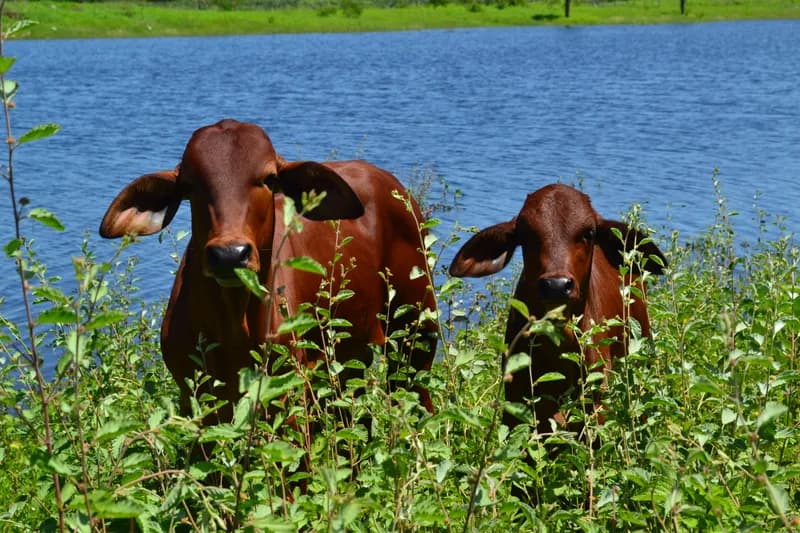 Animais produzidos