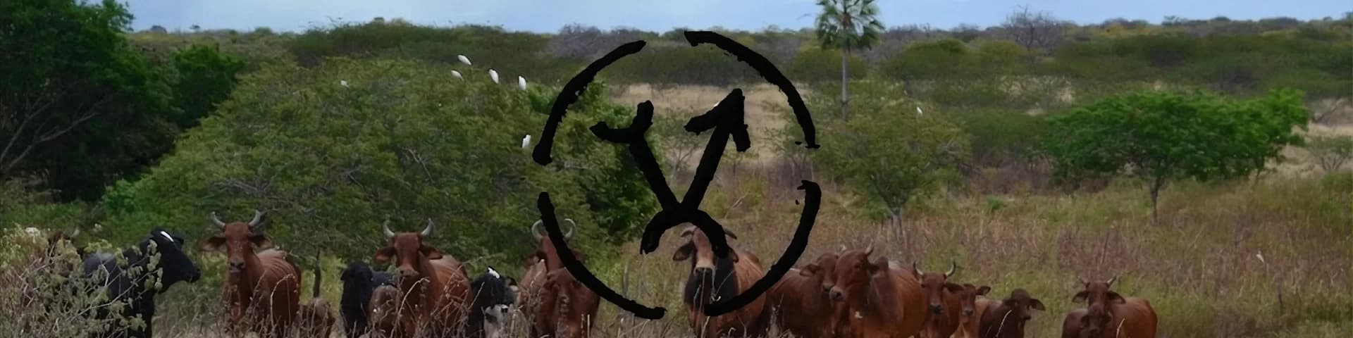 Banner de Fazenda Vale do Sindi