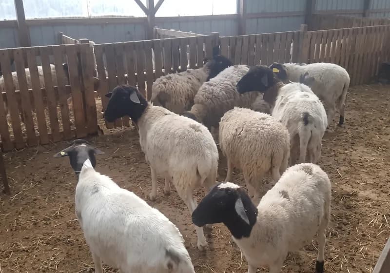 Lote com 25 Ovelhas mestiças com Dorper